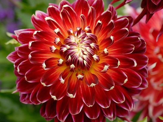 Георгина Акита/Dahlia Akita Р2