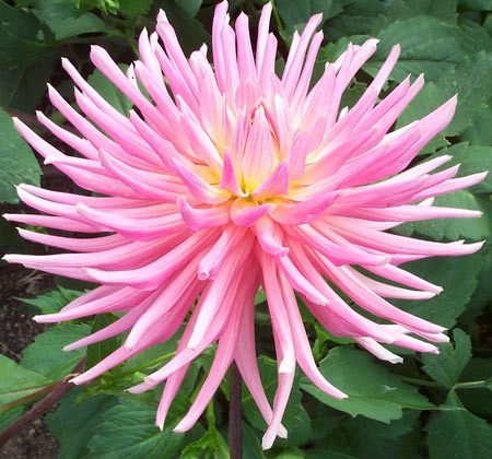 Георгина Жанна д'Арк/Dahlia Jeanne d' Arc Р2