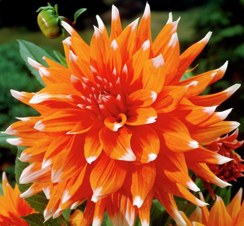 Георгина Колор Спектакль/Dahlia Сolor spectacle Р2