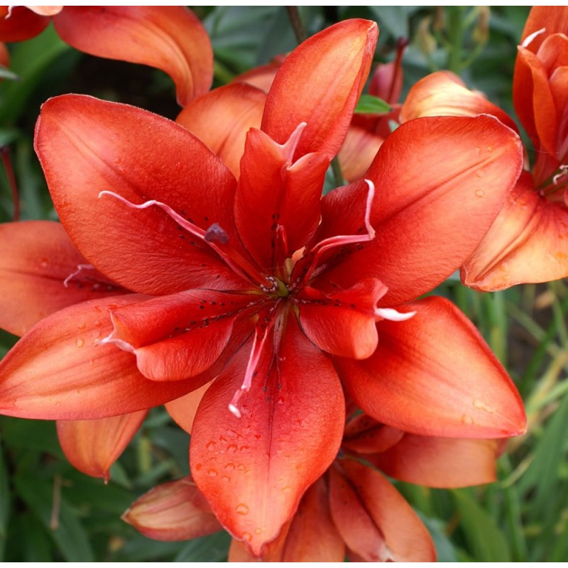 Лилия Коктейль Твинс/Lilium Cocktail Twins Р2 (ост)