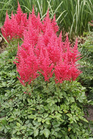 Астильба гибридная Пич Кейк/Astilbe Hybrid Peach Cake Р1.5