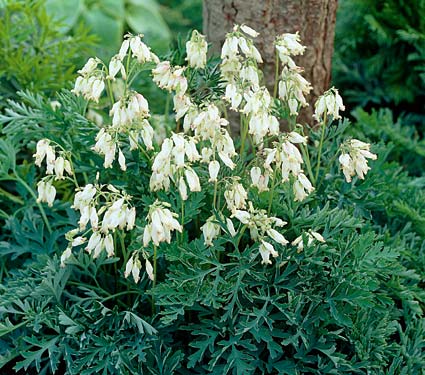 Дицентра красивая Аврора/Dicentra formosa Aurora Р1,5