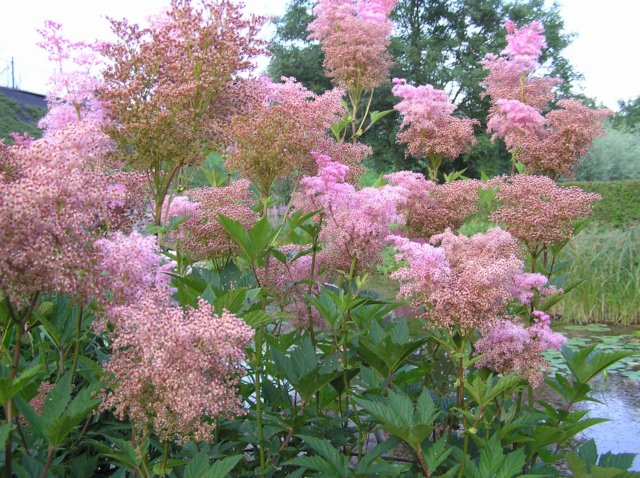 Лабазник красный Венуста Магнифика/Filipendula rubra Venusta Magnifica Р1,5
