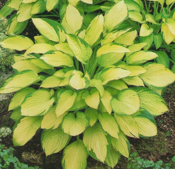 Хоста гибридная Голд Стандарт/Hosta hybrid Gold Standard Р1,5