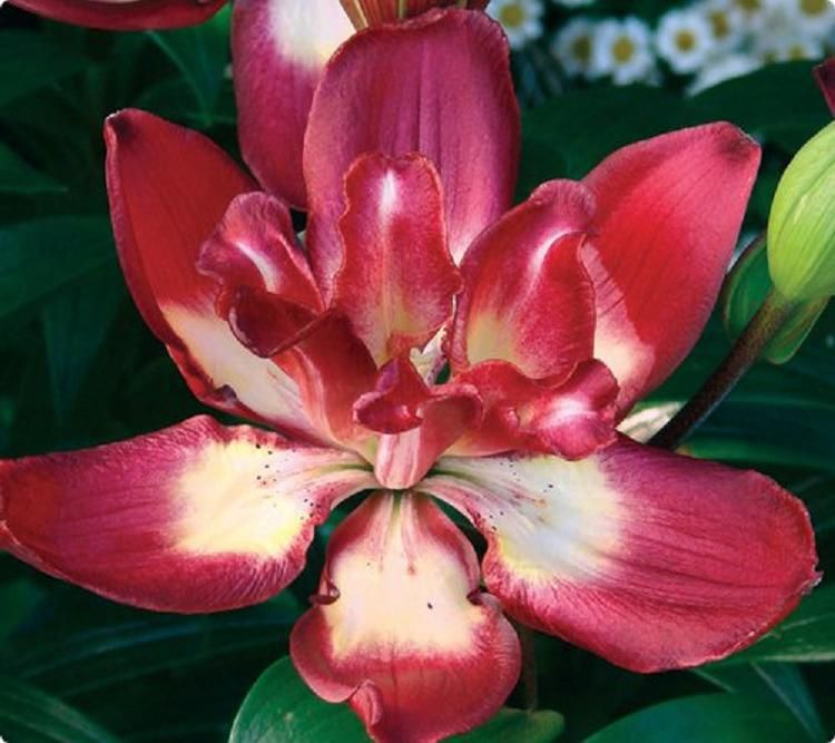 Лилия Спарклинг Джой/Lilium Sparkling Joy Р2