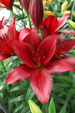 Лилия Мираж/Lilium Mirage P2