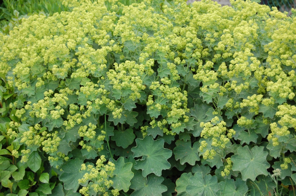 Манжетка мягкая/Alchemilla mollis С2