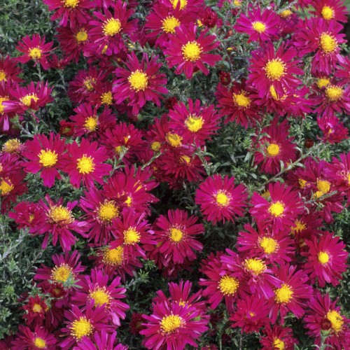 Астра новобельгийская Уинстон Черчилль/Aster novi-belgii Winston Churchill