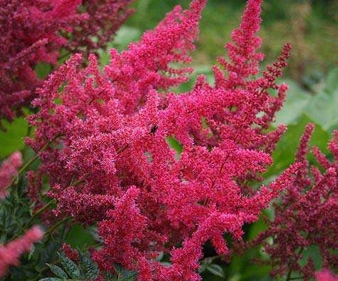 Астильба Арендса Фанал/Astilbe arendsii Fanal С2