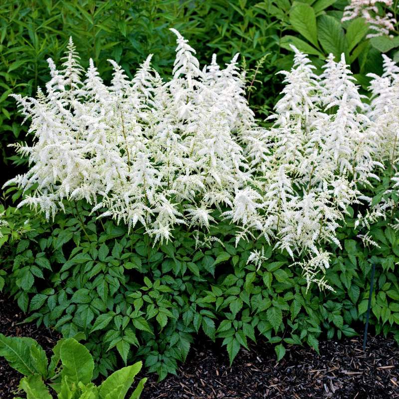 Астильба японская Дойчланд/Astilbe japonica Deutschland С2