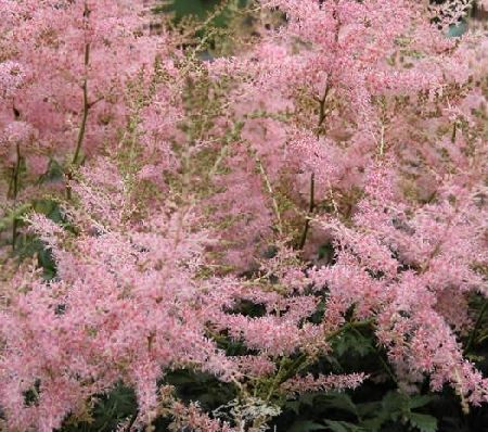 Астильба китайская Страуберри Кейк/Astilbe chinensis Strawberry Cake Р1.5