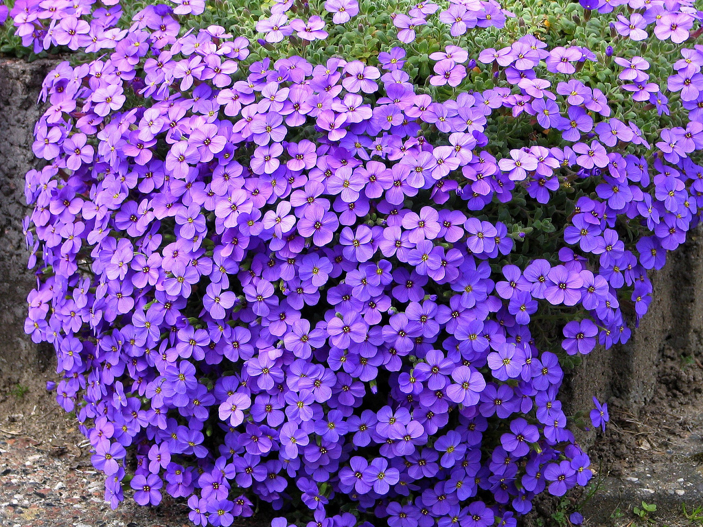 Аубриета Каскад Блю/Aubrieta Cascade Blue