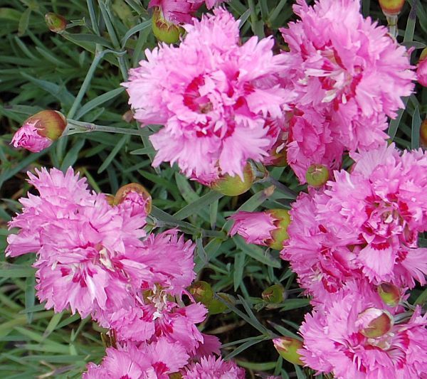 Гвоздика перистая Динамик Уайт /Dianthus plumarius Dinamic White Р1,5