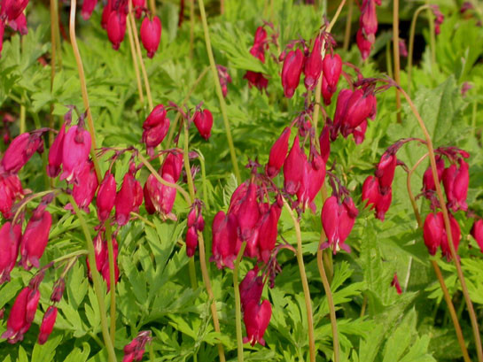 Дицентра красивая Бакканал/Dicentra formosa Bacchanal P1,5