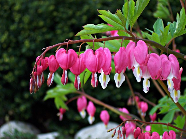 Дицентра великолепная/Dicentra spectabilis