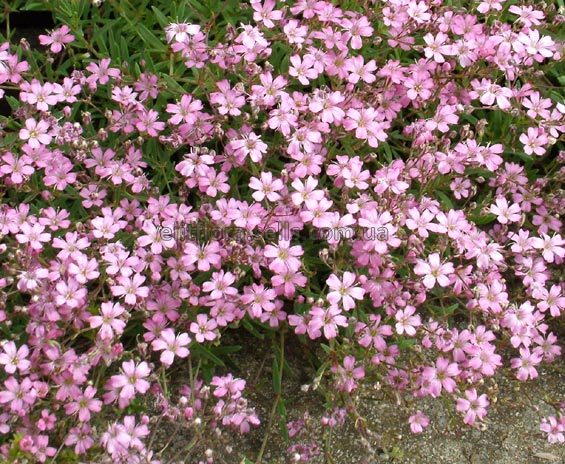 Гипсофила ползучая Розеа/Gypsophila repens Rosea