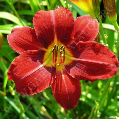 Лилейник гибридный Ред Рам/Hemerocallis hybrida Red Rum Р1,5