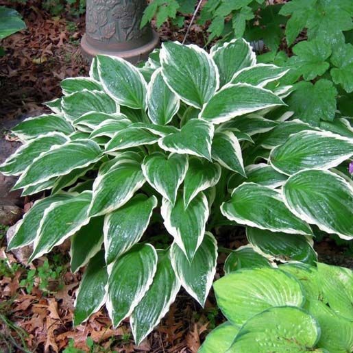 Хоста волнистая Альбомаргината/Hosta undulata Albomarginata Р1,5