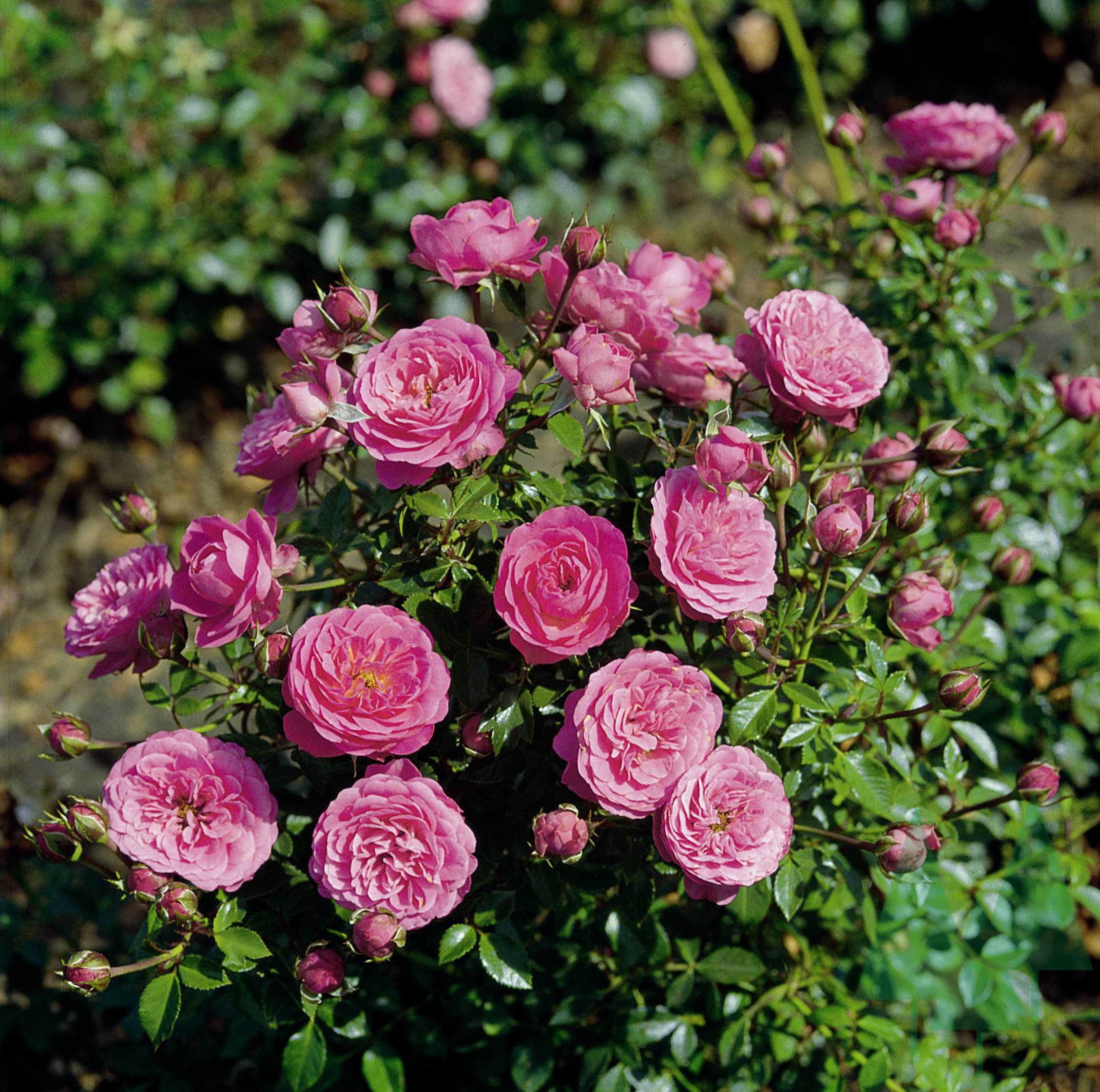 амстердам пинк роза флорибунда фото и описание