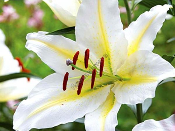 Лилия Беверли Дрим/Lilium Beverlys Dream Р2