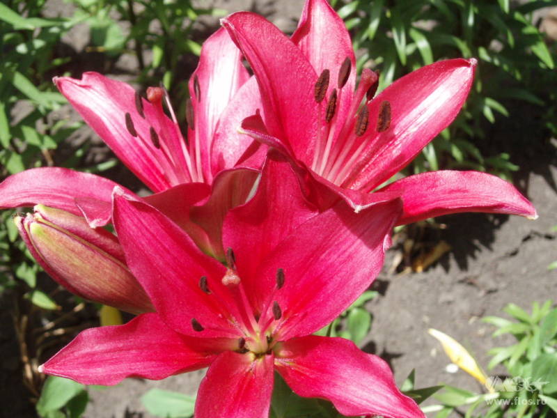 Лилия Тайни Наггет/Lilium TINY NUGGET Р2