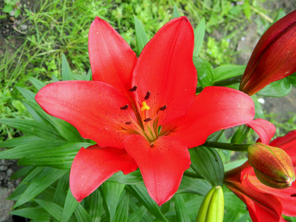 Лилия Сейф Шот/Lilium Safe Shot Р2