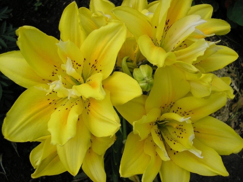 Лилия Сандью/Lilium Sundew Р2