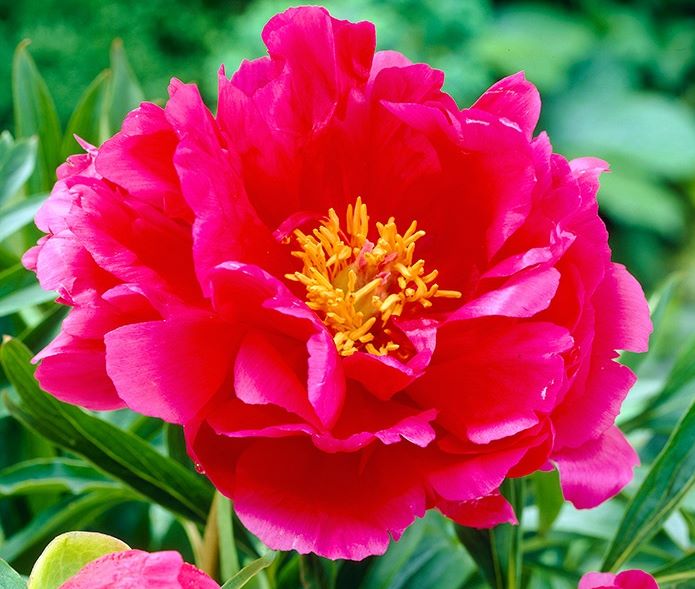 Пион молочноцветковый Куккоз Нест/Paeonia lactiflora Cuckoos Nest С3