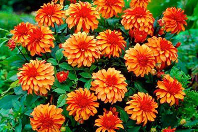 Георгина Далина Микс/Dalina Mix C 0.9