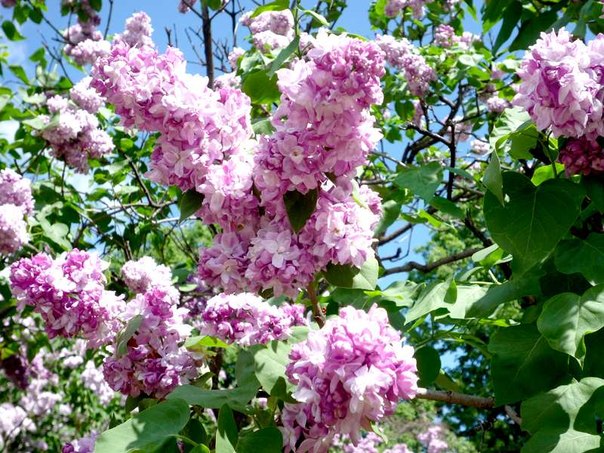 Сирень обыкновенная Катрин Хавемейер/Syringa vulgaris Katherine Havemeyer 140-160  C10