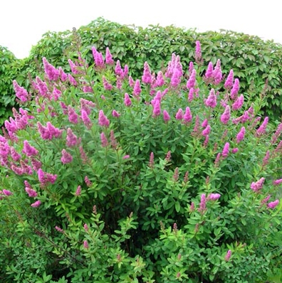 Спирея Билларда Триумфанс/Spiraea x billardii Triumphans С5