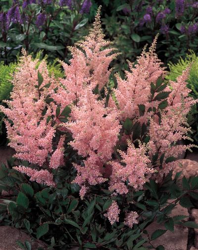 Астильба японская Пич Блоссом/Astilbe japonica Peach Blossom С2.4