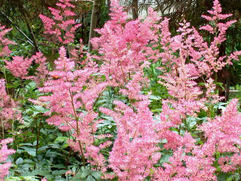 Астильба японская Рейнлэнд/Astilbe japonica Rheinland С2.4