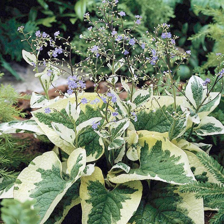 Бруннера крупнолистная Хадспен Крим/Brunnera macrophylla Hadspen Cream С2.4