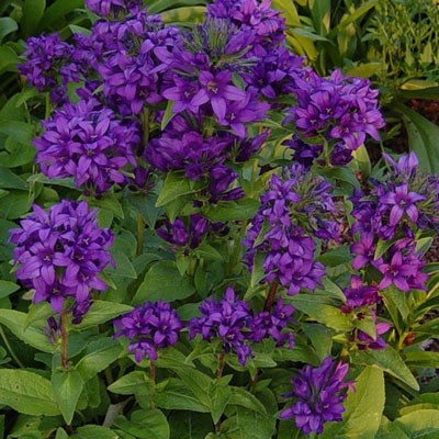 Колокольчик скученный Superba/Campanula glomerata Superba Р1,5