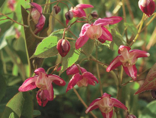 Горянка крупноцветковая (Эпимедиум)/Epimedium grandiflorum С2.4