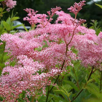 Лабазник красный Венуста /Filipendula rubra Venusta С2.4