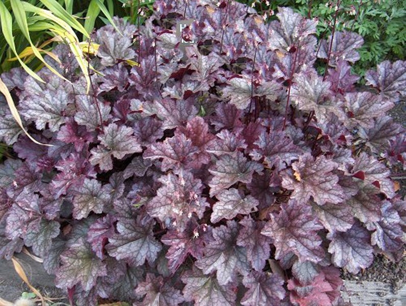 Гейхера гибридная Аметист Мист/Heuchera hybrid Amethyst Myst С2