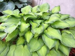 Хоста гибридная Мидвест Мэджик/Hosta hybrid Mightwest Magick Р1,5