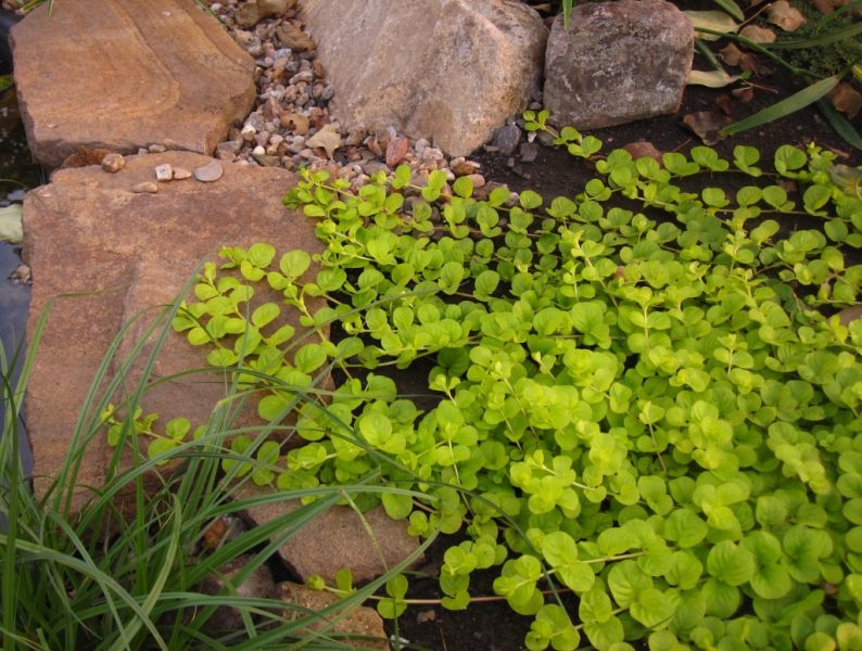 Вербейник монетчатый Aurea/Lysimachia nummularia Aurea С2.4
