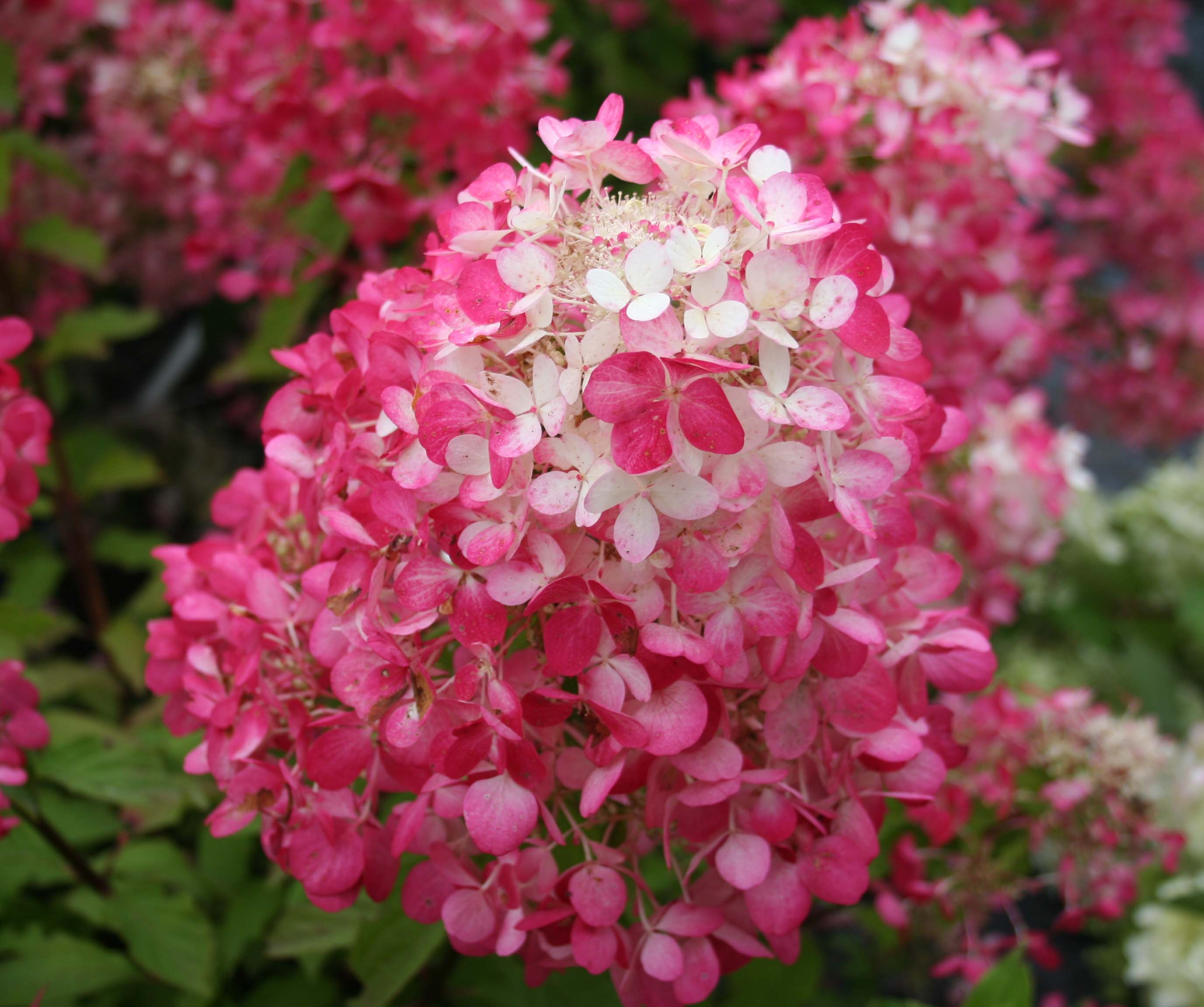 Гортензия метельчатая Диамант Руж/Hydrangea paniculata Diamant Rouge 60-80 С7,5