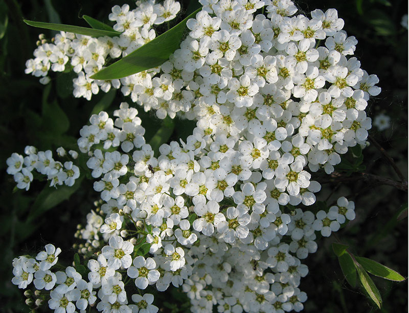Спирея серая Grefsheim/Spiraea х cinerea Grefsheim 50-70 С10