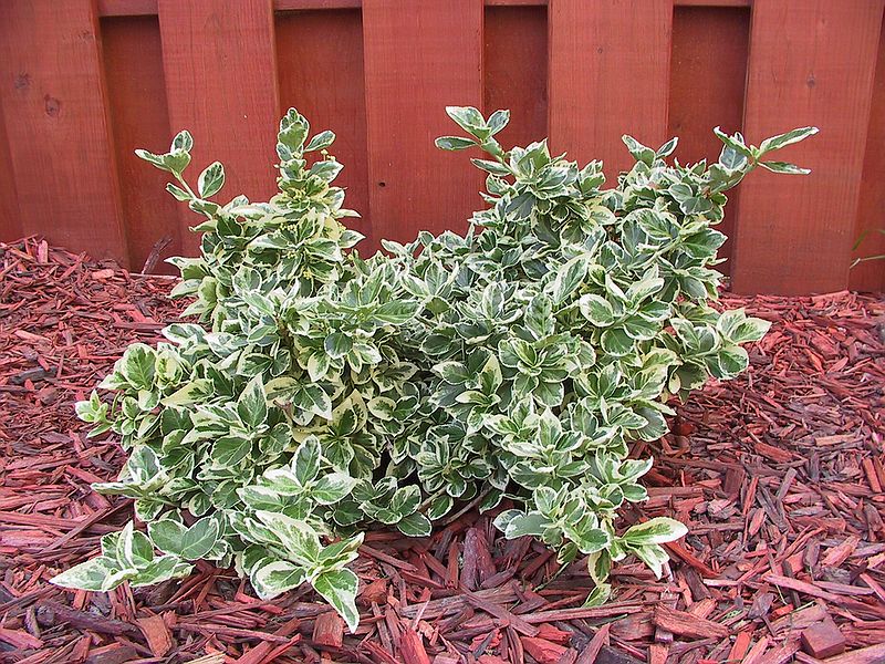 Бересклет Форчуна Эмеральд Гаети/Euonymus fortunei Emerald Gaiety 15-20 Р9