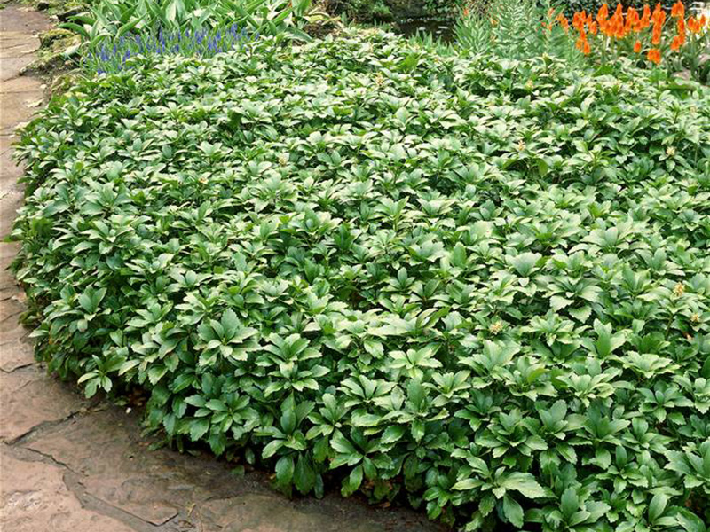 Пахизандра верхушечная Грин Карпет/Pachysandra terminalis Green Carpet Р1,5 (ост.)