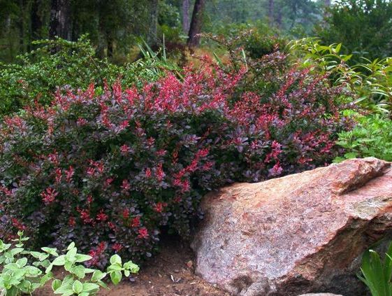 Барбарис Тунберга Атропурпуреа Нана/Berberis thunbergii Atropurpurea Nana  20-40 С3