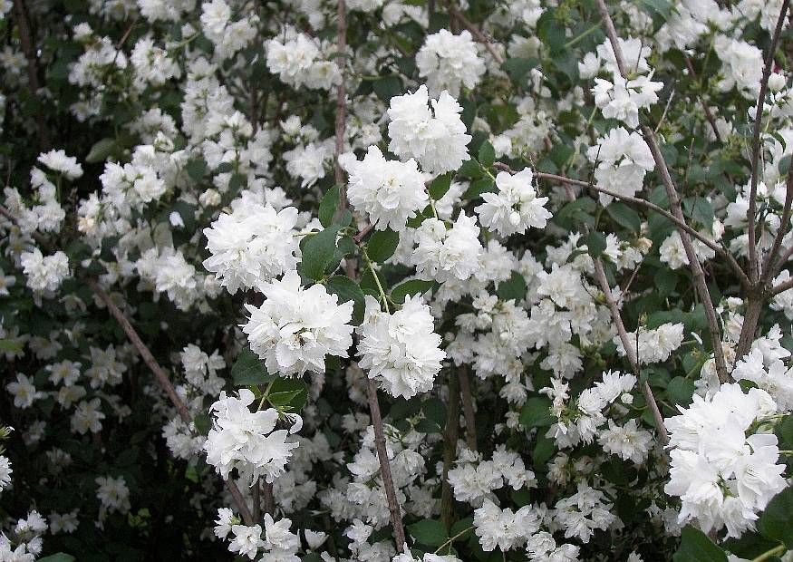Чубушник девичий (гибрид) Шнеештурм/Philadelphus × virginalis Schneesturm 20-40 С3