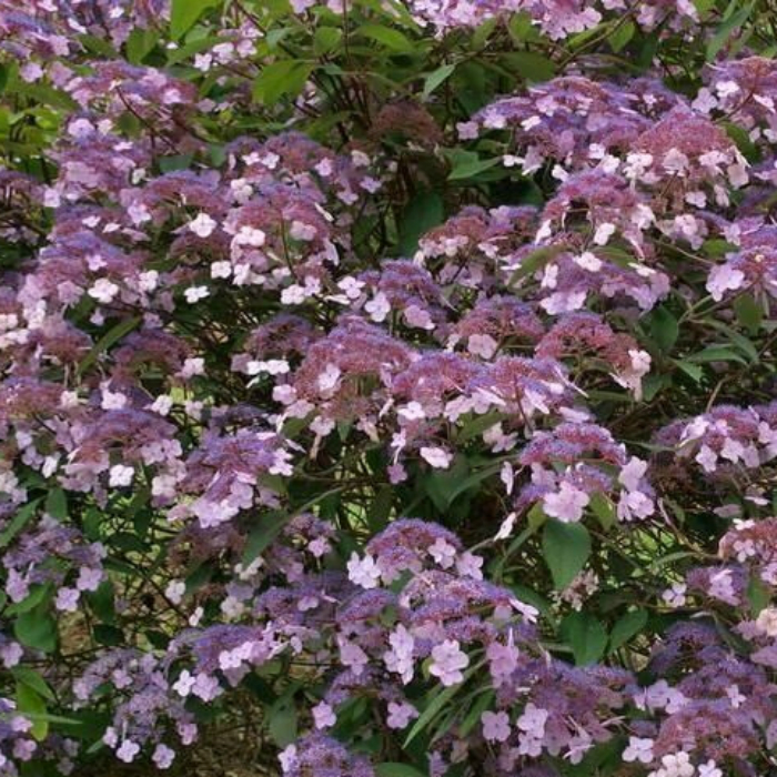 Гортензия шершавая Горячий Шоколад/Hydrangea aspera Hot Chocolat 60-80 С7,5