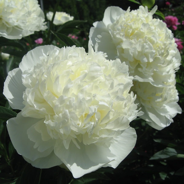 Пион молочноцветковый Дюшес де-Немур/Paeonia lactiflor Duchesse De Nemours Р1.5