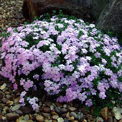 Флокс Дугласа Лилак Клауд/Phlox douglasii Lilac Cloud Р1,5