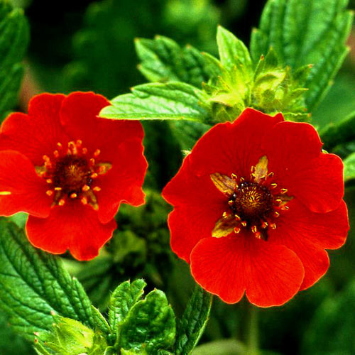 Лапчатка травянистая Гибсон Скарлет/Potentilla hybride Gibson’s Scarlet